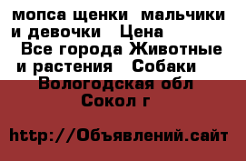 мопса щенки -мальчики и девочки › Цена ­ 25 000 - Все города Животные и растения » Собаки   . Вологодская обл.,Сокол г.